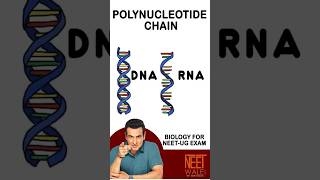 STRANDS of NUCLEIC ACID  Polynucleptide Chain  DNA  RNA NEET BIOLOGY science biology neet [upl. by Obnukotalo]