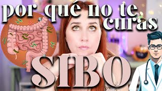 🆘 Lo que tu MÉDICO NO te cuenta del SIBO [upl. by Thornton873]