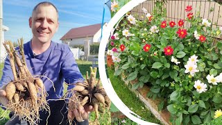 How to overwinter Dahlia tubers [upl. by Onileva598]