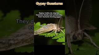 weeklymoths The GypsySpongy Moth moth insects [upl. by Atilef]