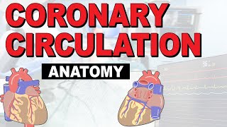 The Anatomy of the Coronary Circulation [upl. by Mackoff375]