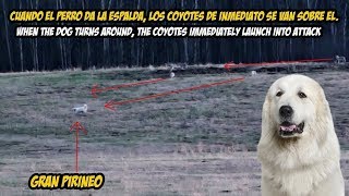 Analizando Gran Pirineo enfrentando una manada de coyotes  Coyote vs Dog [upl. by Balbur]