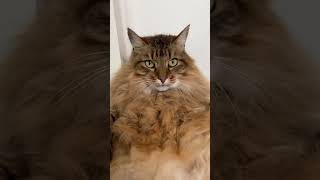 Name a fatter cat dacat cutecat funnyvideo funnycat kitty fatcat [upl. by Brothers351]