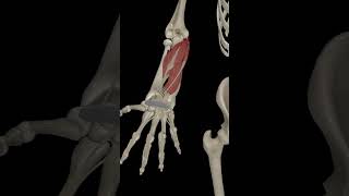 Wrist Joint Flexion anatomy science humananatomy [upl. by Maller]