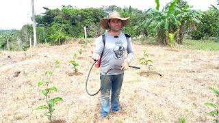 Como fumigar las plantas de maracuyá correctamente [upl. by O'Neil]