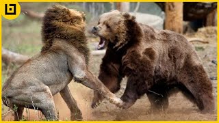 15 Even MatchUps Between Powerful Animals Caught On Camera [upl. by Rolecnahc898]