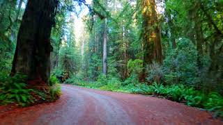 Howland Hill Road Redwood National Park California September 2020 [upl. by Matthiew]