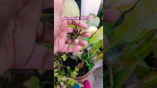 frangipani plumeria flowers blooming चंपा frangipani plumeria gardening love viral flower [upl. by Henarat]