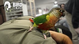 Papaya The Unfriendly Green Cheek Conure [upl. by Neesay]