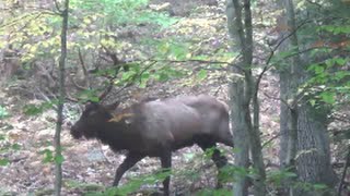 Elk Close Encounter [upl. by Notsecnirp]