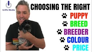 Choosing The Right Puppy amp Breeder For A Cocker Spaniel  Show Or Worker Colour Cost [upl. by Zetnauq19]