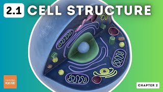 IGCSE Biology  Cell Structure and Organisation 21 [upl. by Eveneg]