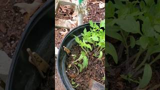 Transplanting tomato seedlings in the big container quotPhilAm Country Livingquot [upl. by Hescock]