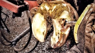 ABSCESS BURST OPEN DEEP HOLE cows hoof is PEELING OFF Cow 9002 [upl. by Narbig947]