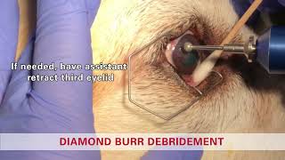 Diamond burr debridement in a dog  Non healing corneal ulcer SCCED Boxer ulcer [upl. by Raynor940]