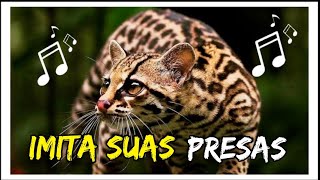 GATO MARACAJÁ IMITA OS SONS DAS SUAS PRESAS PARA ATRAILAS Leopardus wiedii [upl. by Ahsinhoj]