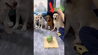 These dogs are SO SMART😱😣 [upl. by Akienahs690]