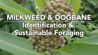 Milkweed amp Dogbane — Identification amp Sustainable Foraging with Adam Haritan [upl. by Nlocnil985]