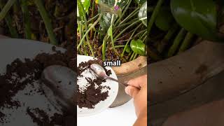 How to Make Your Indoor Plants Grow Faster with This Soil Hack [upl. by Tiphane]