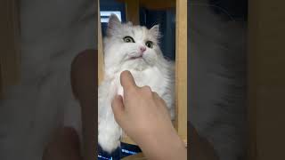 수염만지면 썩소짓는 먼치킨 고양이😏 a cat that crooked smiles when it touches its beard [upl. by Pieter]