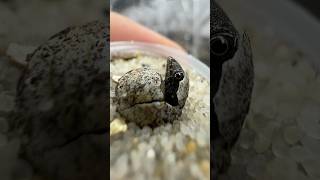 Oshaughnessy’s gecko hatching🥚reptile gecko macro [upl. by Nnahgaem843]