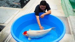 Breeding The Most Expensive Koi Fish In The World [upl. by Ahsieat]