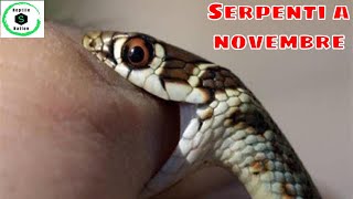 SERPENTI e RETTILI BIACCO e VIPERA gli ultimi ad andare in letargo  Reptile Nation [upl. by Ahtelat]