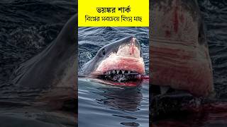 হাঙ্গরের অদৃশ্য রহস্য  The invisible secrets of the shark shortsfeed facts wildlife shark [upl. by Henson]