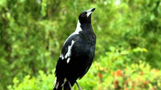 Australian magpie singing [upl. by Rawden]