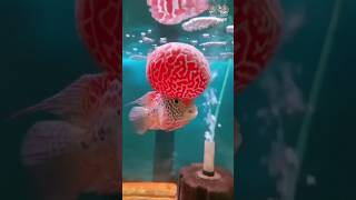 Flowerhorn Cichlid value 600000  The best single fish to grow flowerhornfish trending [upl. by Arick525]