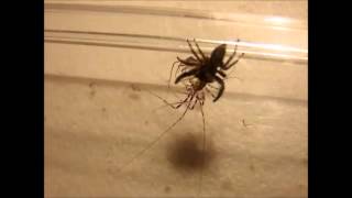 House Centipede vs Spider [upl. by Snebur]