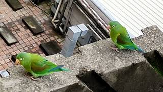 Periquitos bronceados Brotogeris jugularis en Medellín Colombia  Orangechinned parakeets [upl. by Humpage]