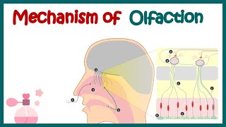 Olfactory System Anatomy and Physiology  Mechanism of olfaction  Olfactory receptor neurons [upl. by Hacceber15]