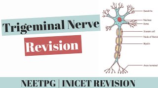 Trigeminal Nerve PYQs amp Important Topics  Anatomy Rapid Revision for NEET PG amp INICET [upl. by Daniala]