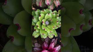 Bromeliad Care  How to get rid of Mosquitoes [upl. by Aiet736]