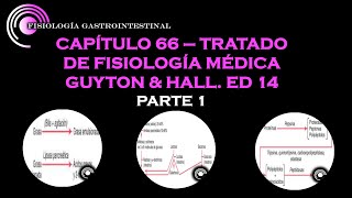 GUYTON amp HALL CAP 66 PRINCIPIOS GENERALES DE LA FUNCION GASTROINTESTINAL  PARTE 1 [upl. by Anitneuq85]