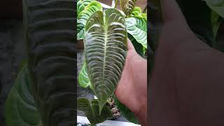 Anthurium veitchii emergent leaves  gorgeous [upl. by Ricker]