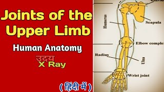 Joints of the upper limb। Human Anatomy । Joints and movement । Skeleton system । Uday Xray [upl. by Aneerhs]