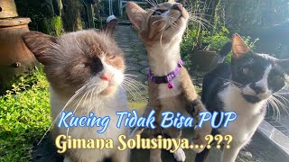 Kucing Tidak Bisa PUP Bagaimana Solusinya   Ajak Kitten Ke Dokter Hewan [upl. by Adey]