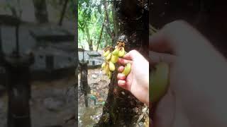 Collect some bilimbo fruit for cooking [upl. by Jola]