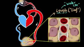 Lymph lymph nodes amp lymphatic system  Life processes  Biology  Khan Academy [upl. by Neve]