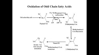 The fate of Propionyl CoA resulting from Oxidation of Odd chain Fatty acids [upl. by Anthe]