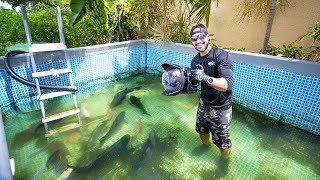 Swimming With MASSIVE Fish In Swimming Pool POND fish feeding [upl. by Bish]