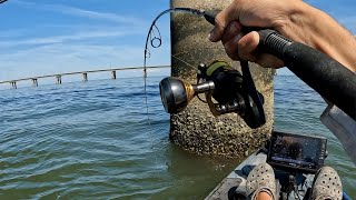 COBIA From The KAYAK Chesapeake Bay Bridge Tunnel Kayak Fishing [upl. by Nerita10]