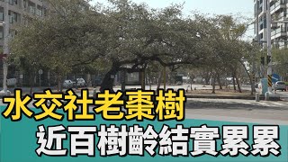 老樹｜水交社老棗樹 近百樹齡每年13月結實累累 [upl. by Bucky]