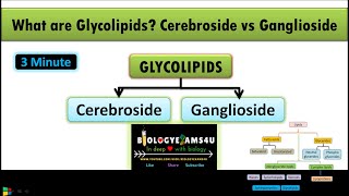 What are Glycolipids Difference between Cerebroside and Ganglioside  Lipids Part 5 [upl. by Hayilaa]