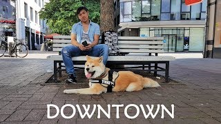 AKITA INU  Downtown  秋田犬 [upl. by Innep]