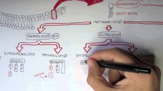 Cell Membrane II  Types of Lipid Membranes [upl. by Nodnelg]