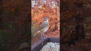 Hermit Thrush against the beautiful fall colors [upl. by Lemaj]