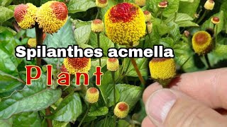 Spilanthes acmella plant [upl. by Fillander]